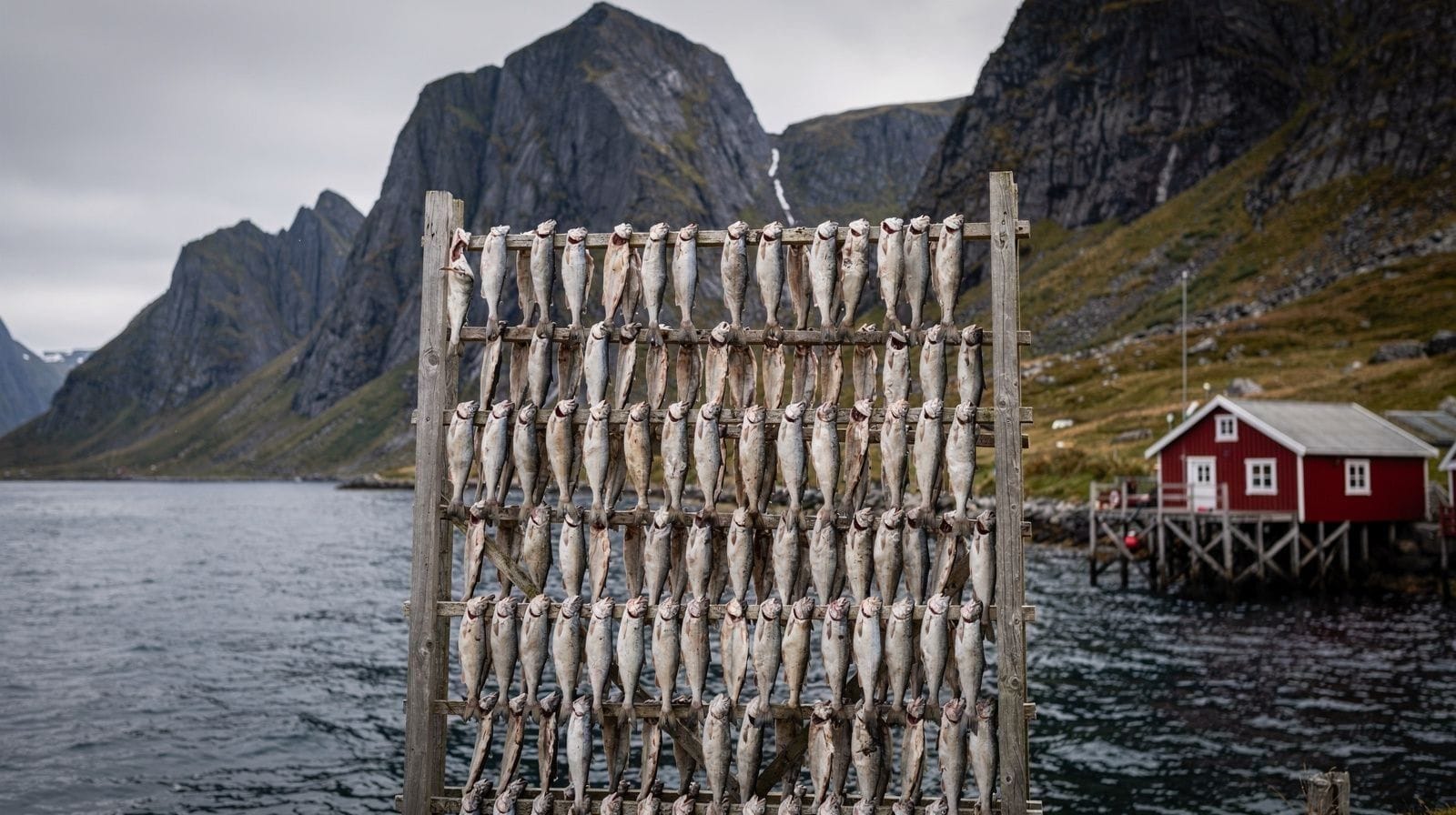 What Actually Happens in Lofoten Between January and April, When the Skrei Come Back