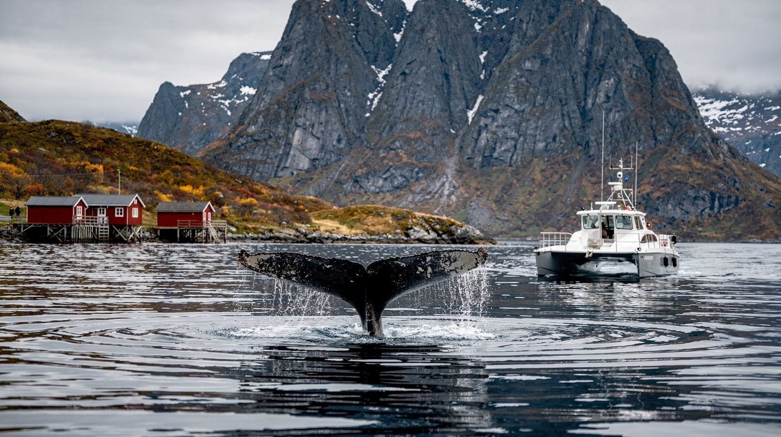 The Whale That Didn't Show