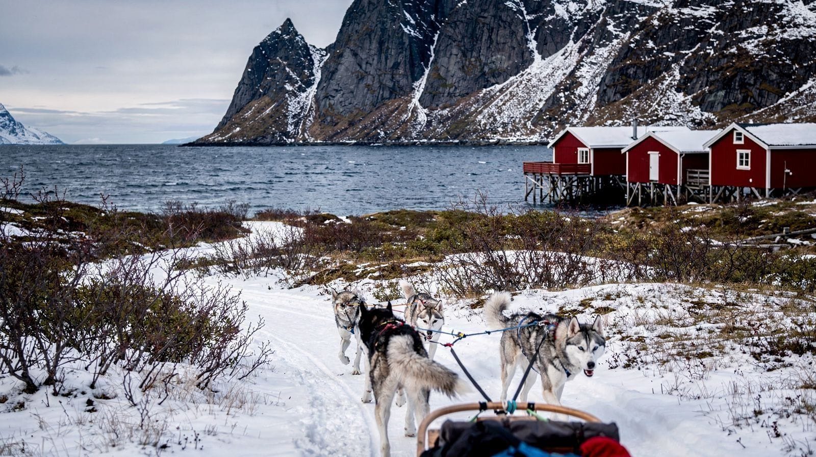 Dog sledding