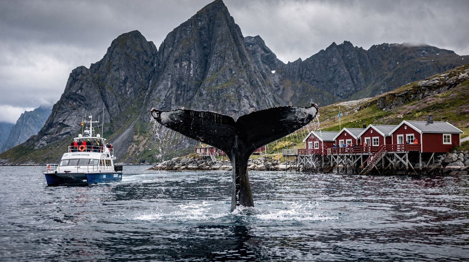Whale watching