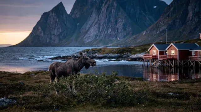 Wildlife nature