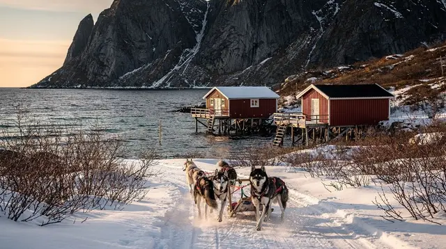 Dog Sledding Near Lofoten: Where to Go and What to Expect