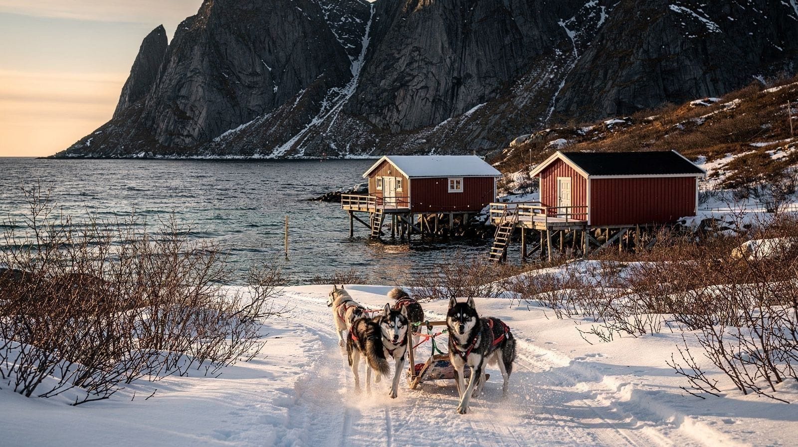Dog Sledding Near Lofoten: Where to Go and What to Expect