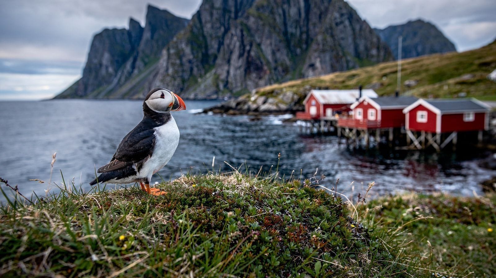 Puffins and Seabird Colonies: Bleik, Værøy, and Røst