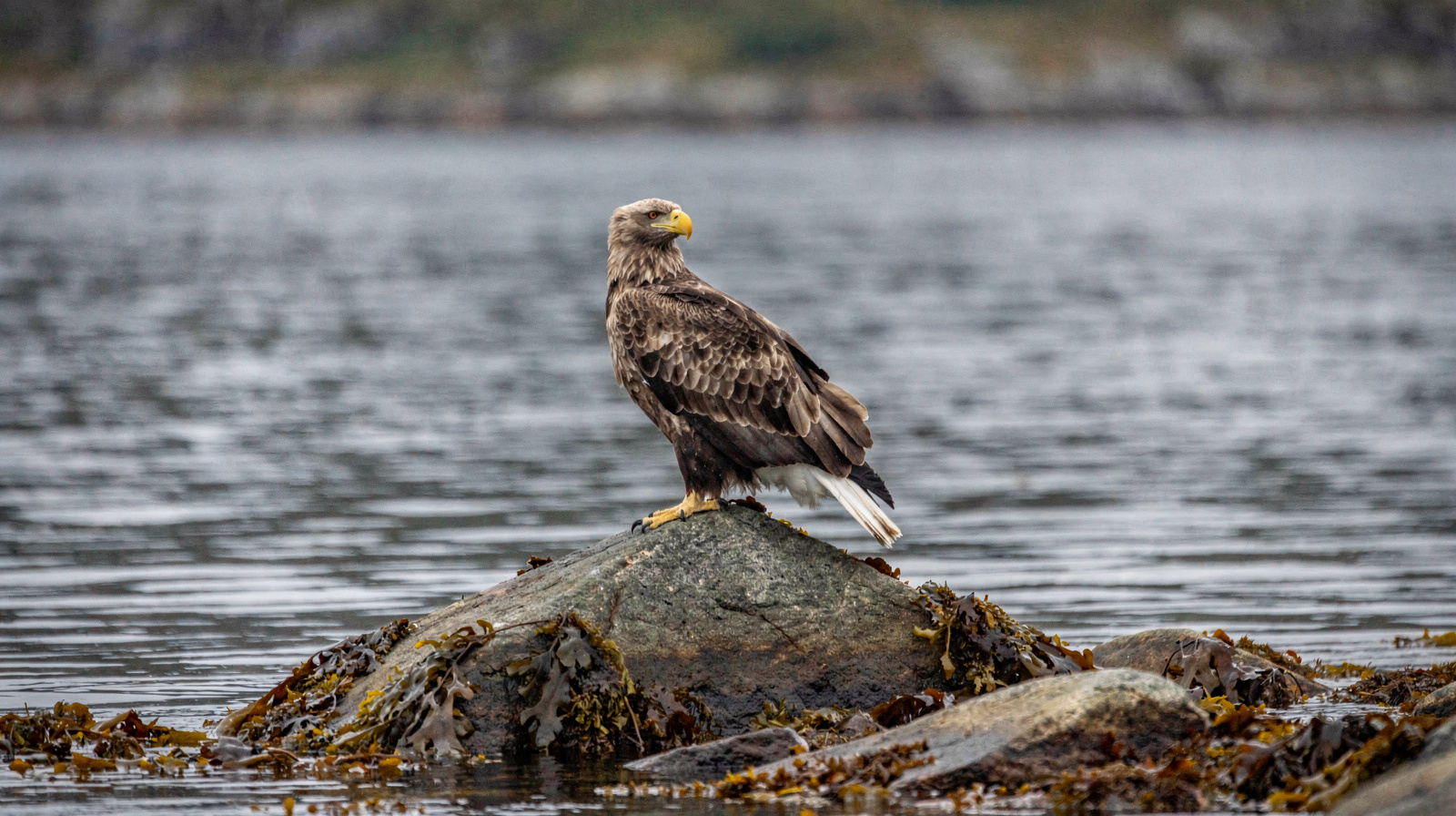 Sea Eagle Safaris in Lofoten: Where, How, and When