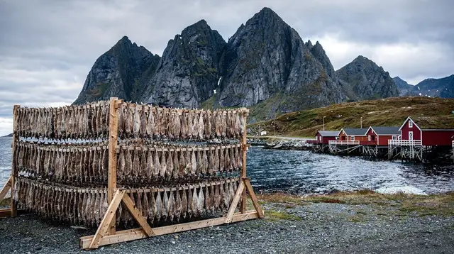 Stockfish and Skrei: The Economy That Built Lofoten