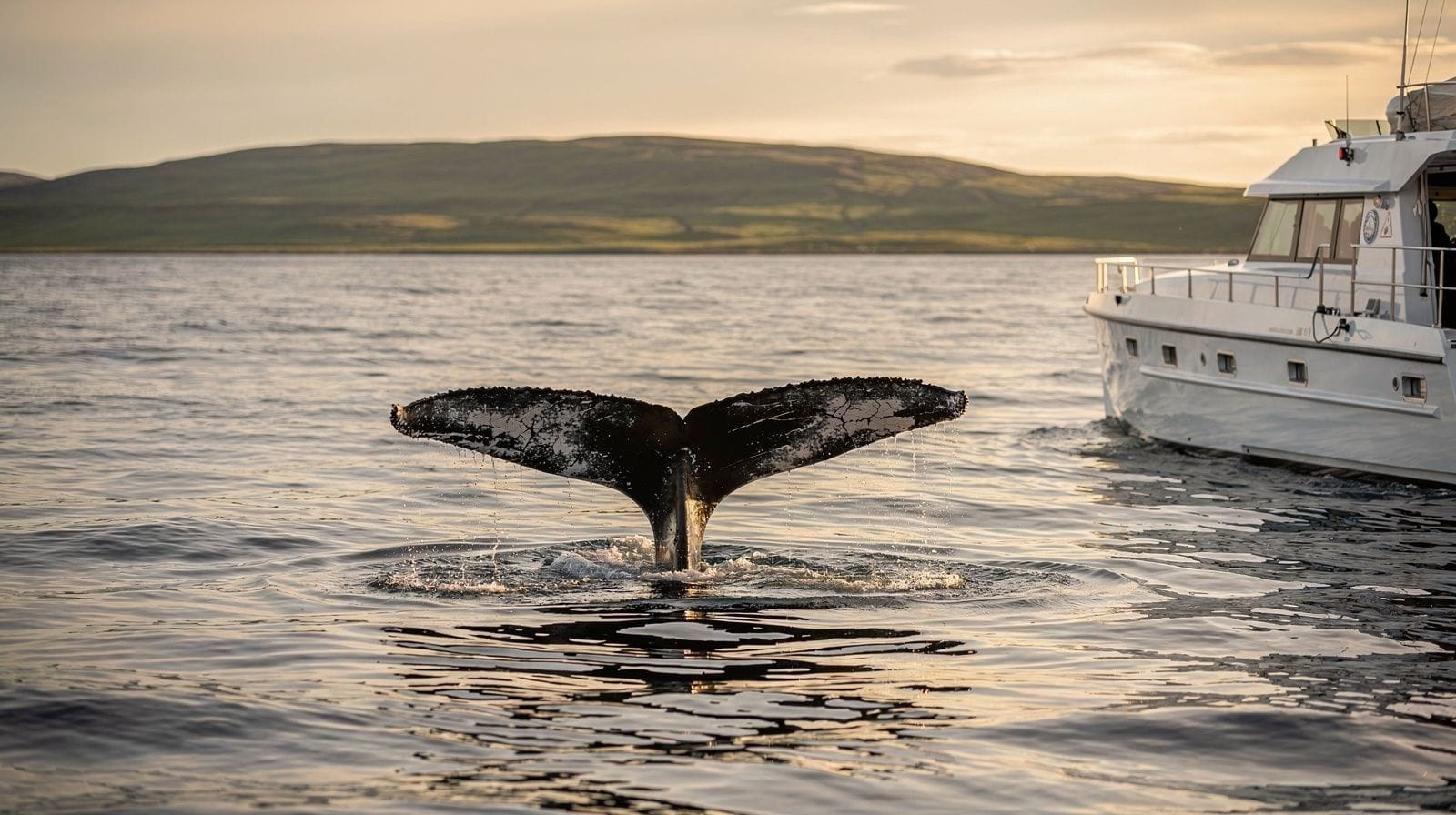 Whale watching