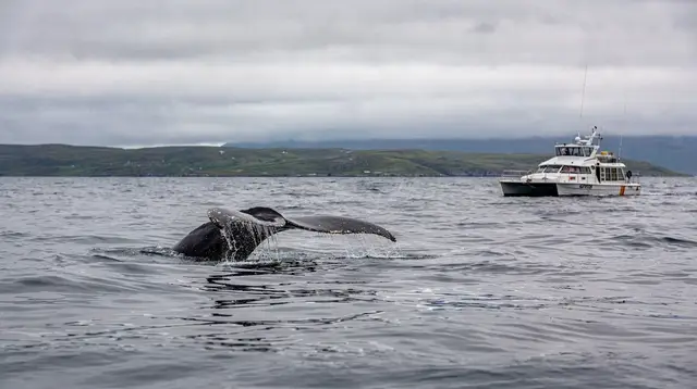 Whales of Vesterålen: Sperm Whales, Orcas, and Humpbacks