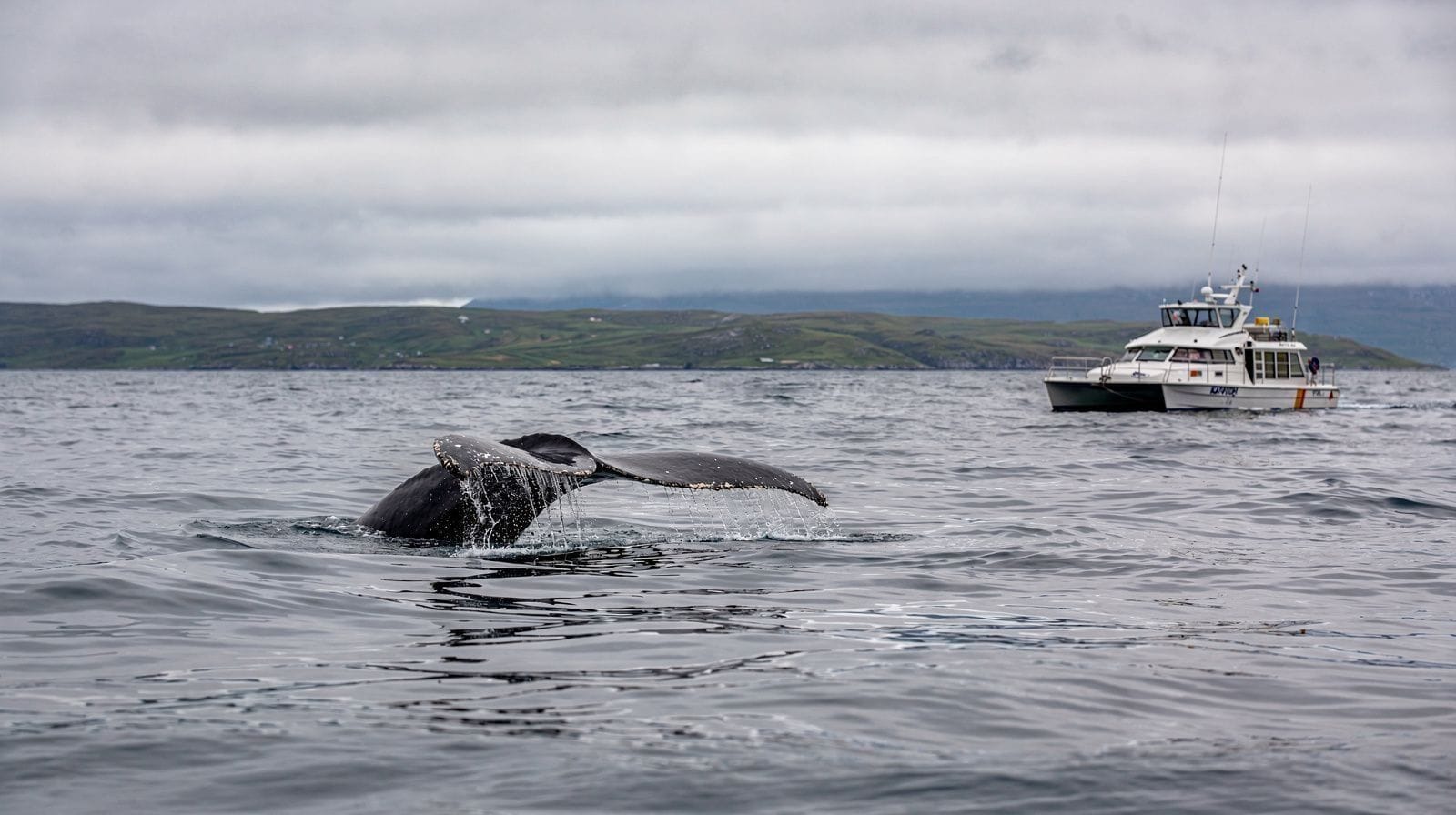 Whales of Vesterålen: Sperm Whales, Orcas, and Humpbacks