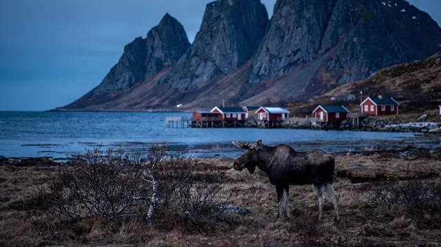 Wildlife in Lofoten: What You Can Actually See