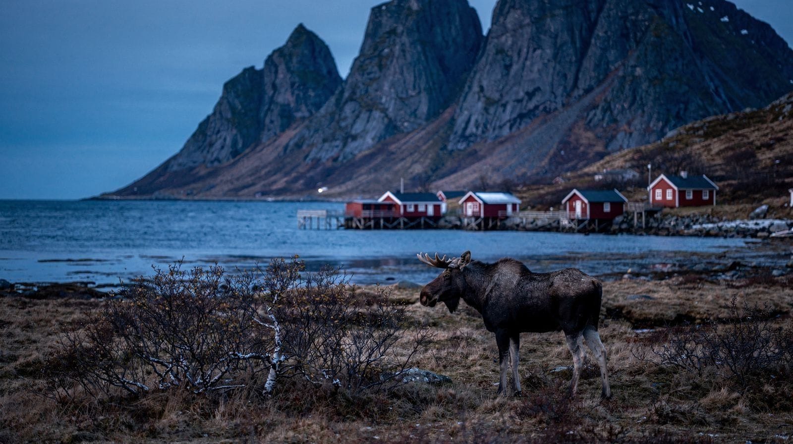 Wildlife in Lofoten: What You Can Actually See